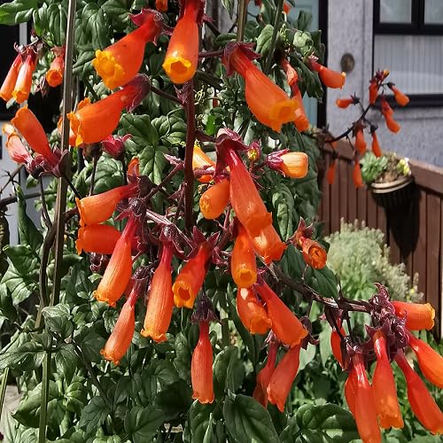 Orange Eccremocarpus Flower Seeds