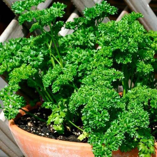 Parsley Plant Seeds herb seeds - organic, fresh harvest garden seeds