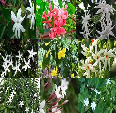 Mixed Jasmine Flower Seeds