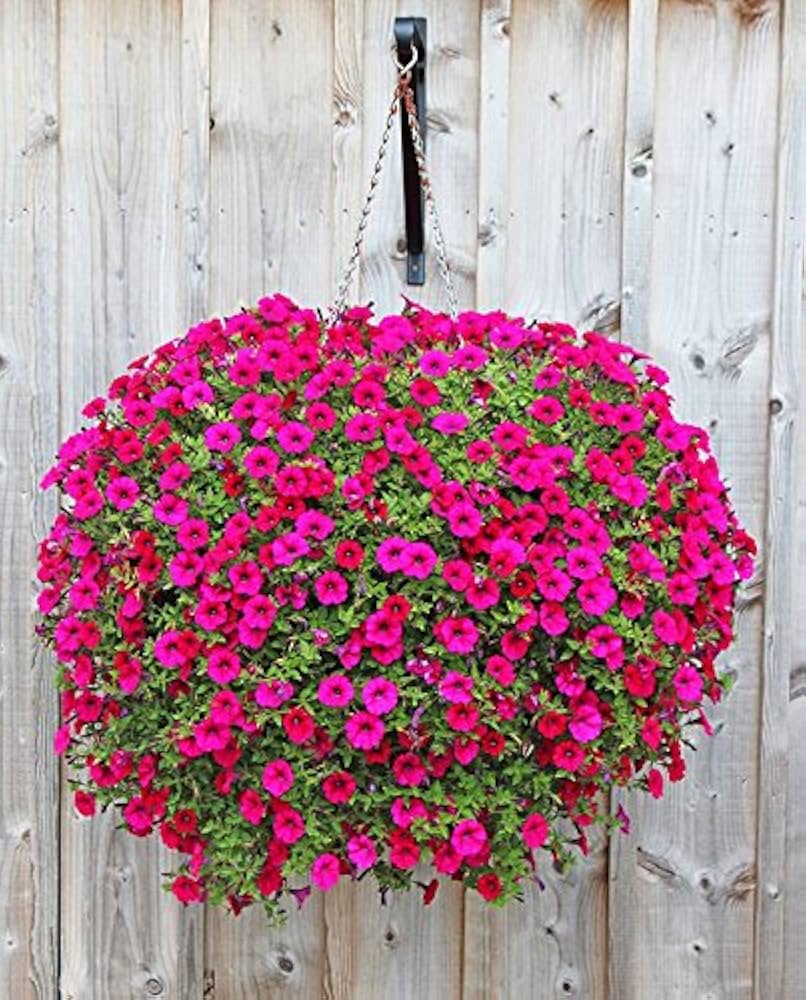 petunia freiheit pink pelletized for bright garden
