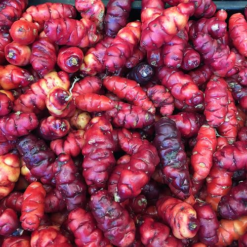 red yam vegetable seeds for Home Gardening, Organic Raised Bed Garden Favorite Premium for kitchen garden planting