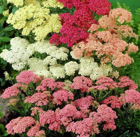 Mixed Yarrow Flower Seeds