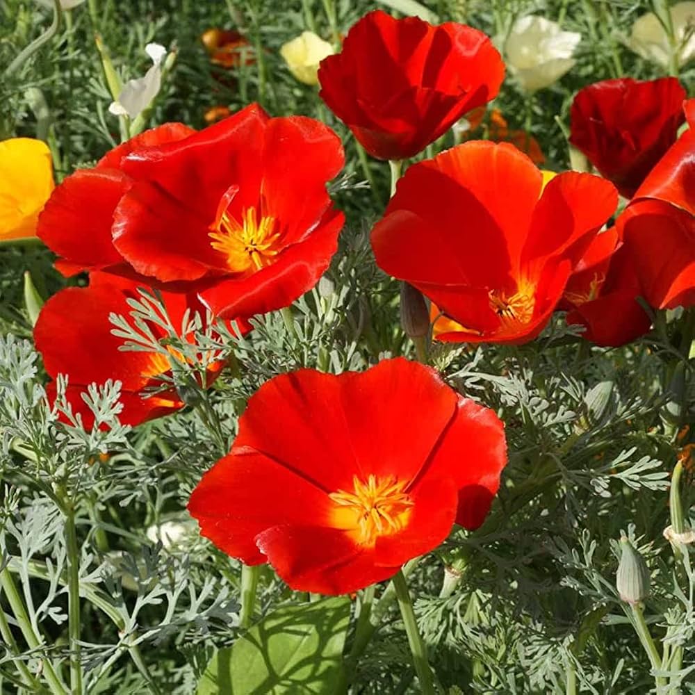 red poppy papaver rhoeas Fruit Seeds