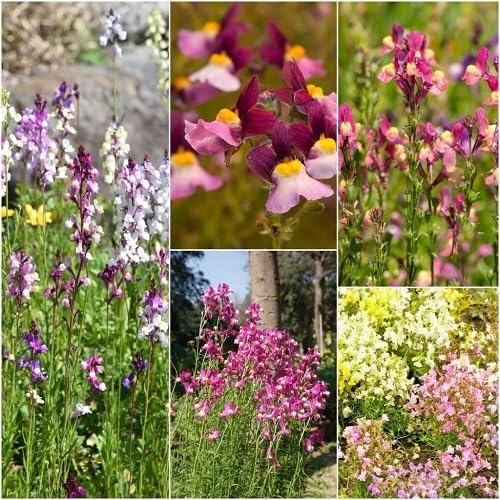 Mixed Linaria Maroccana Flower Seeds