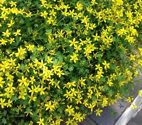Yellow Cineraria Flower Seeds