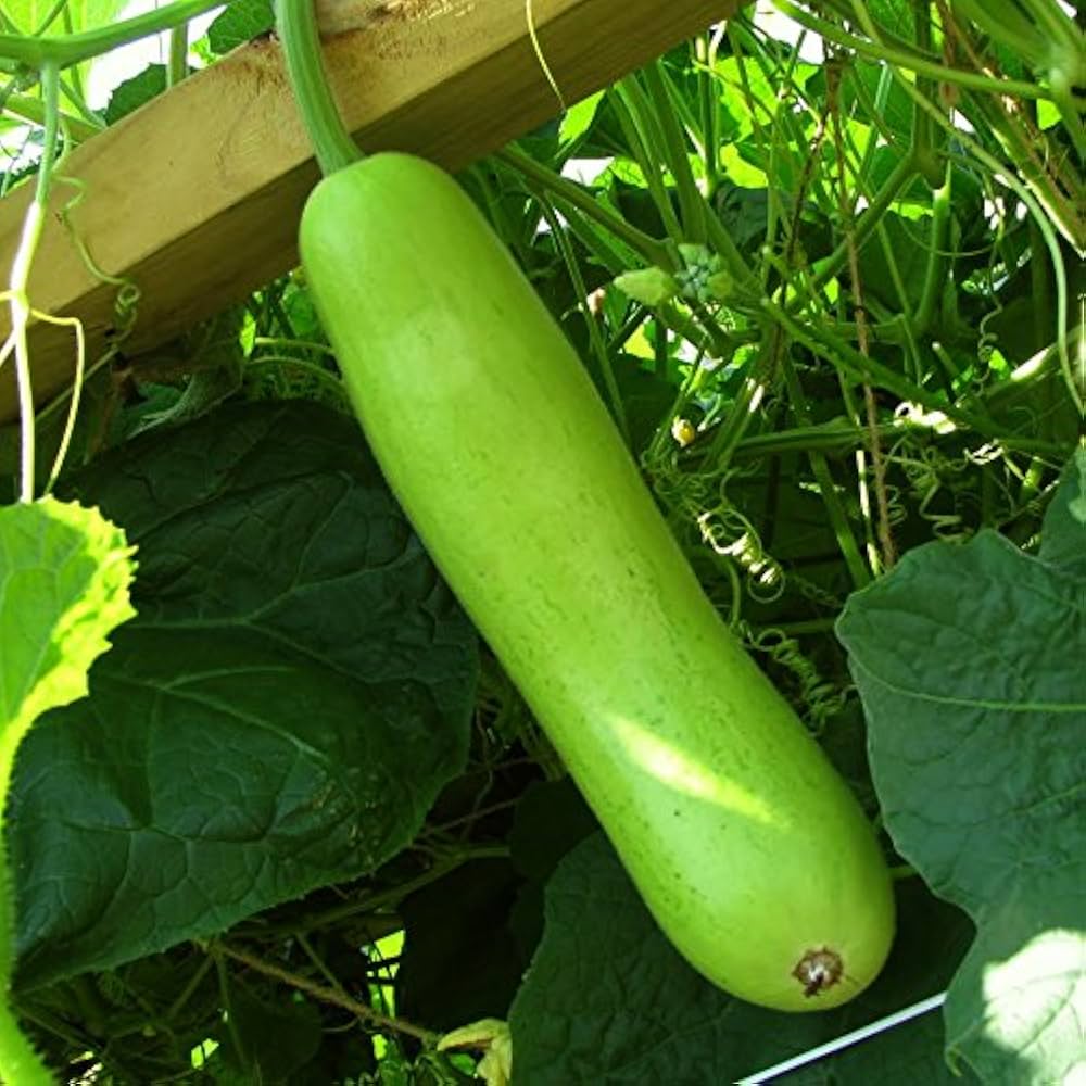 Giant Gourd Home Grown Hot Bau Lon Heirloom Non Gmo Flower vegetable seeds Home Garden Planting for kitchen garden planting