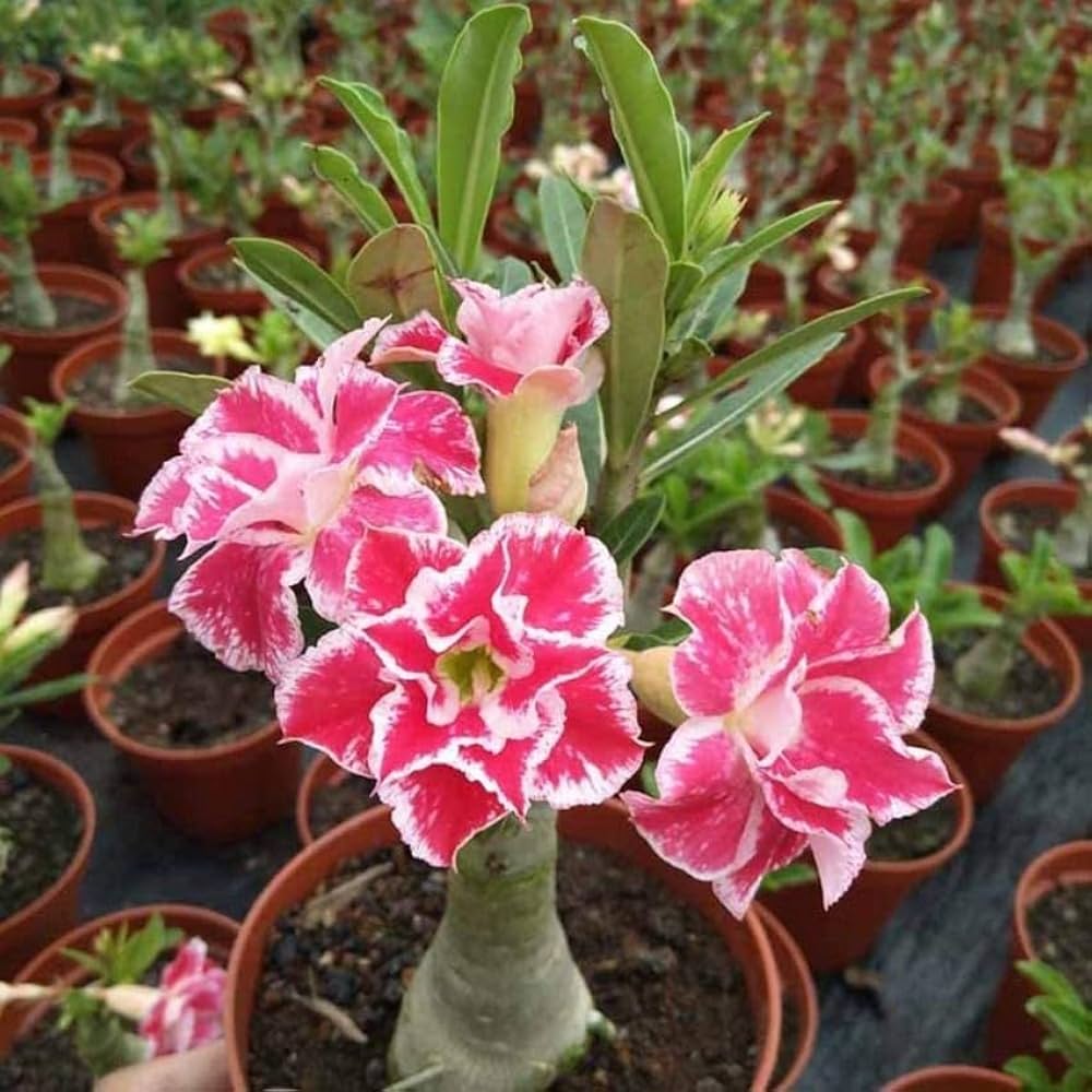 White Double Desert Rose