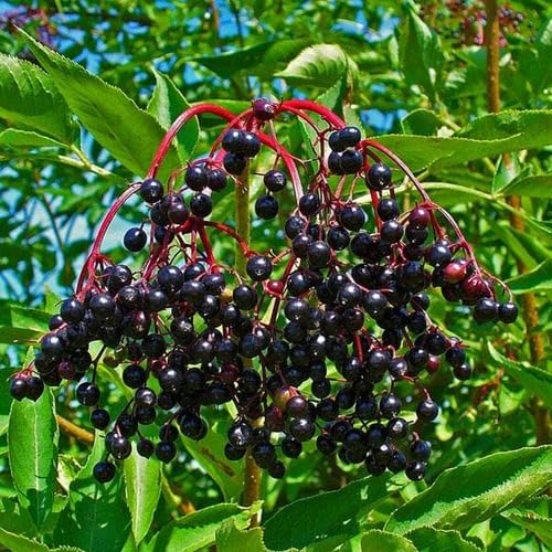 Elderberry Fruit fruit seeds for organic garden planting