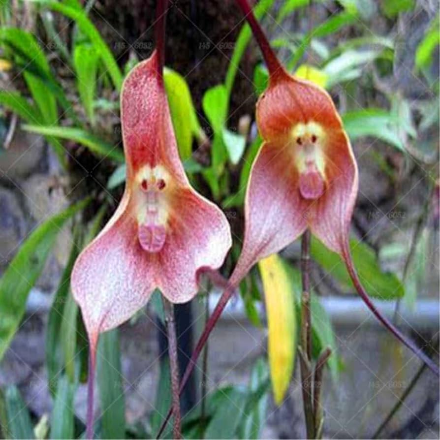 Colored Mixed Bag Monkey Face Orchid Plants Orchis Simia