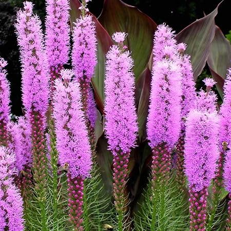 Pink Liatris spicata Flower Seeds