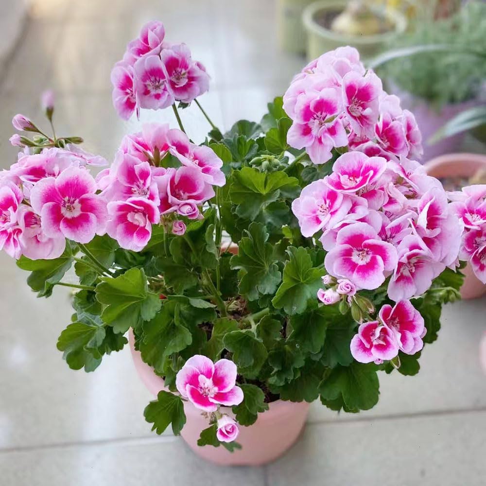 Geranium Flower Pelargonium Hortorum