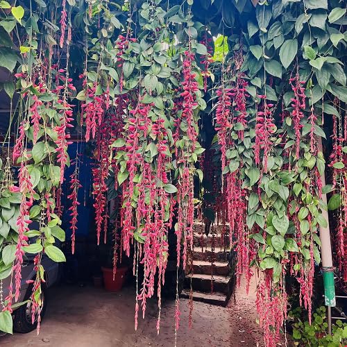 Red Thunbergia coccinea Flower Seeds