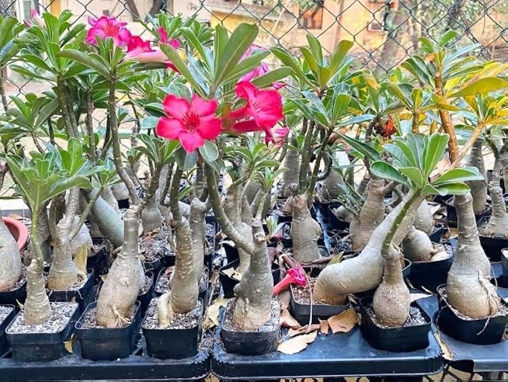 Spring Bonsai Philodendron Types Of Mix Flowering Plants In Courtyard Garden Flower Seeds