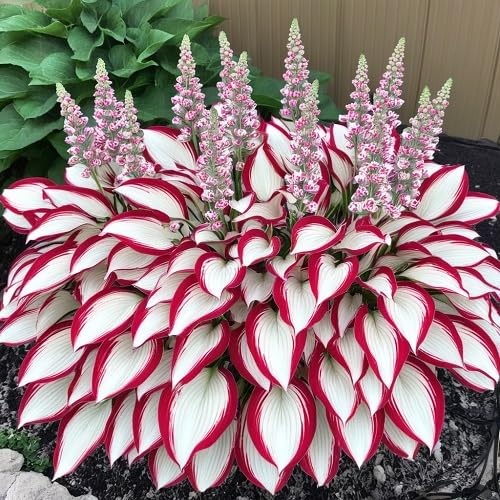Hosta Flower Seeds