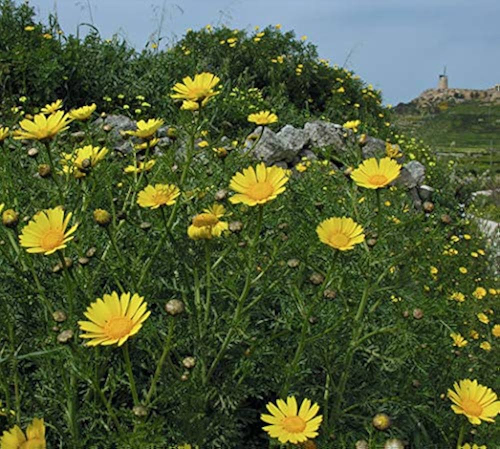 Crown Daisy Chrysanthemum Coronarium