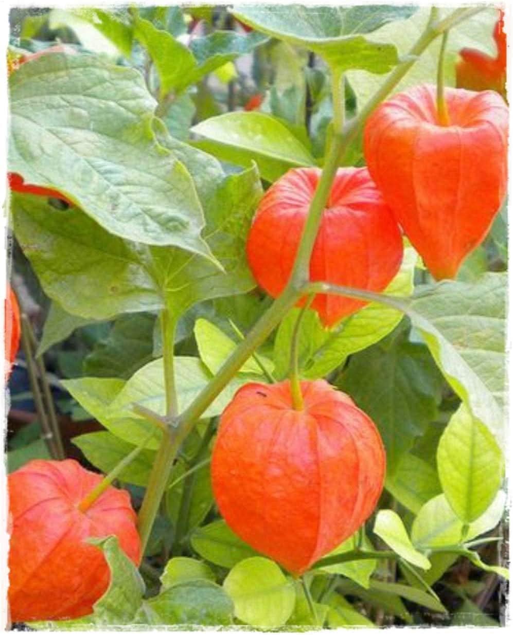 Physalis Red Fruit Seeds