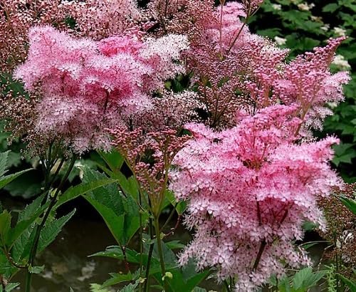 Pink Filipendula Rubra Flower Seeds