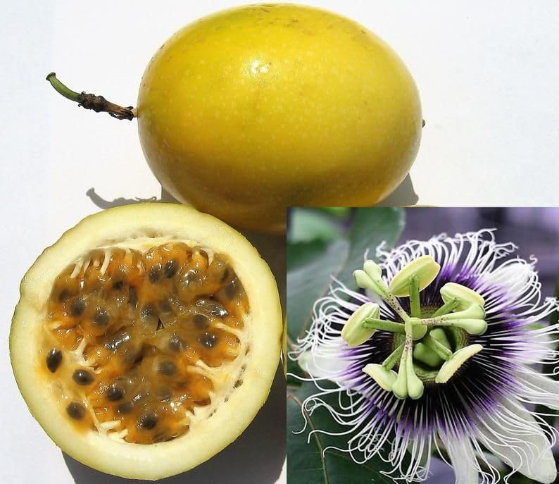Passion Fruit Edible Green Passiflora