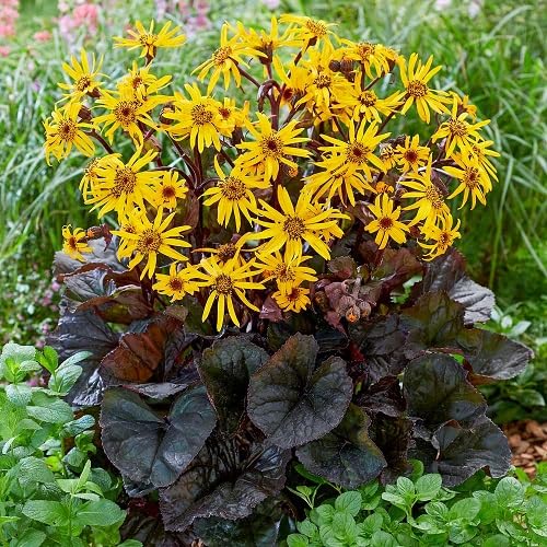 Yellow Ligularia dentata Flower Seeds