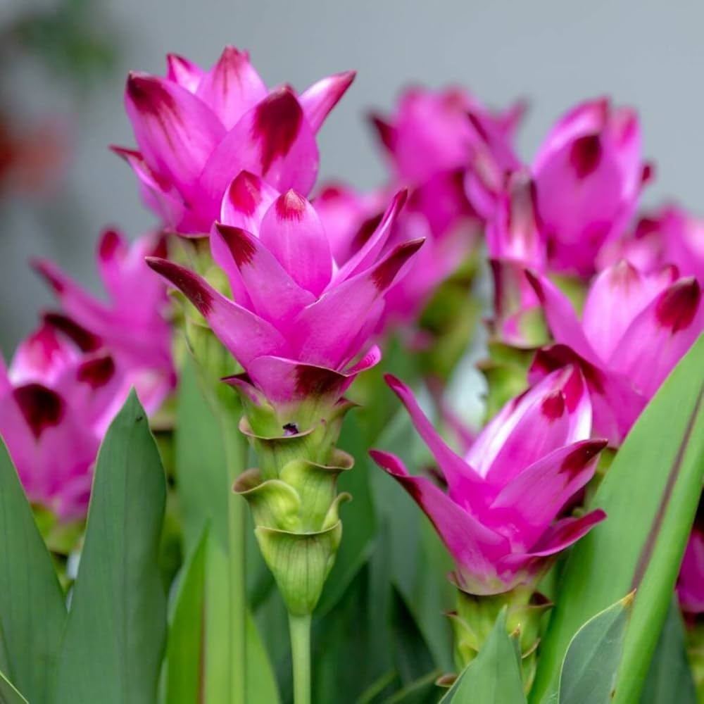 Pink Curcuma Flower Seeds - Heirloom Non GMO High Germination Flower Seeds for Home Garden Planting