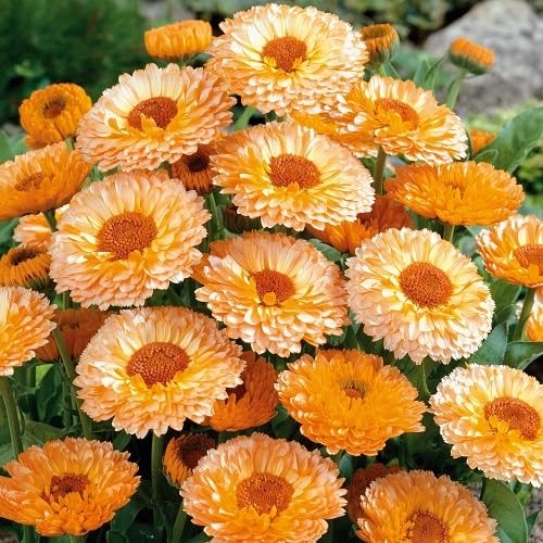 Orange Calendula Marigold Flowers Seeds