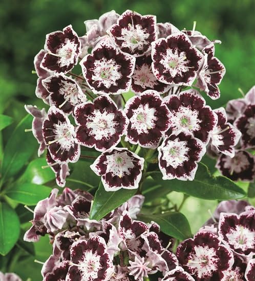 Maroon Hollyhock Flower Seeds