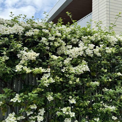 White Climbing Bougainvillea Flower Seeds