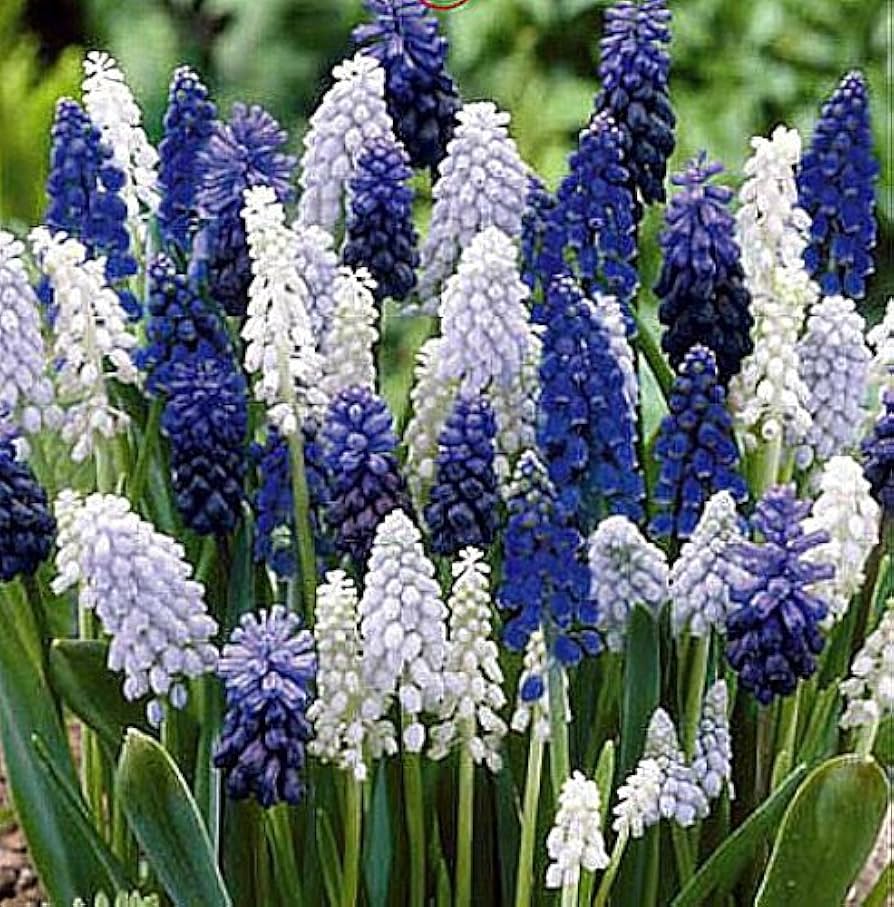 Blue Delft Grape Hyacinth Muscari Flower
