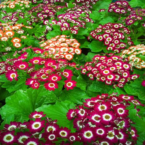Mixed Cineraria Flower Seeds