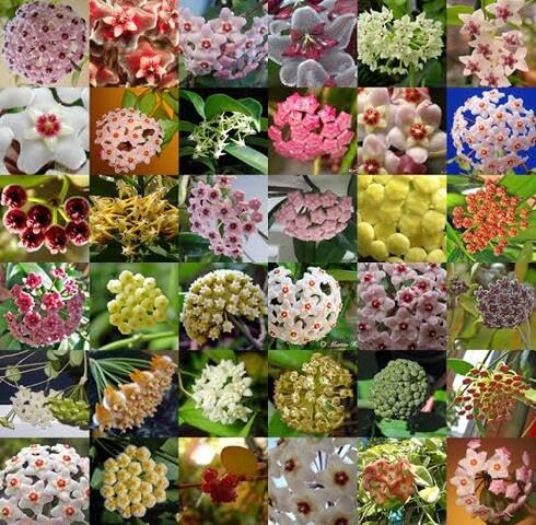 mixed hoya carnosa flower