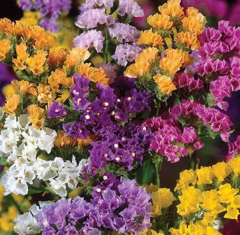 Mix Portulaca Flower Seeds
