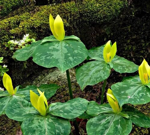 Yellow Trillium luteum Flower Seeds