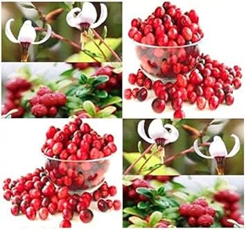 Red Vaccinium Macrocarpon Fruit Tangy And Delicious Cranberries Fruit Seeds