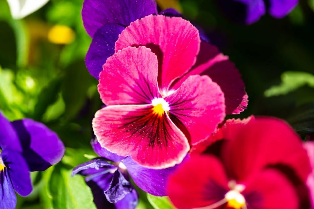 Pink Pansy Rose