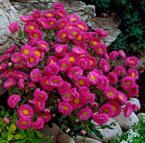 Pink Erigeron Speciosus Flower Seeds