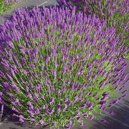 Lavandula Flower Seeds