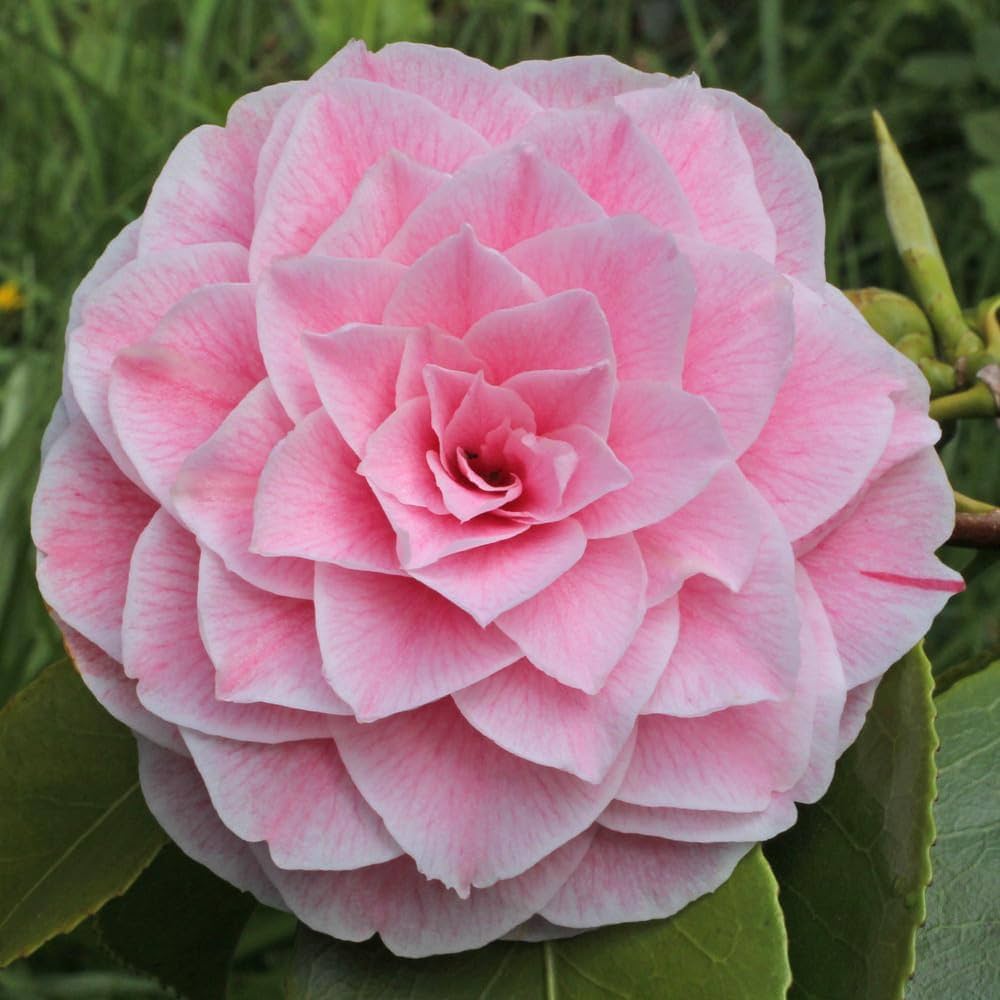 camellia japonica Fruit Seeds