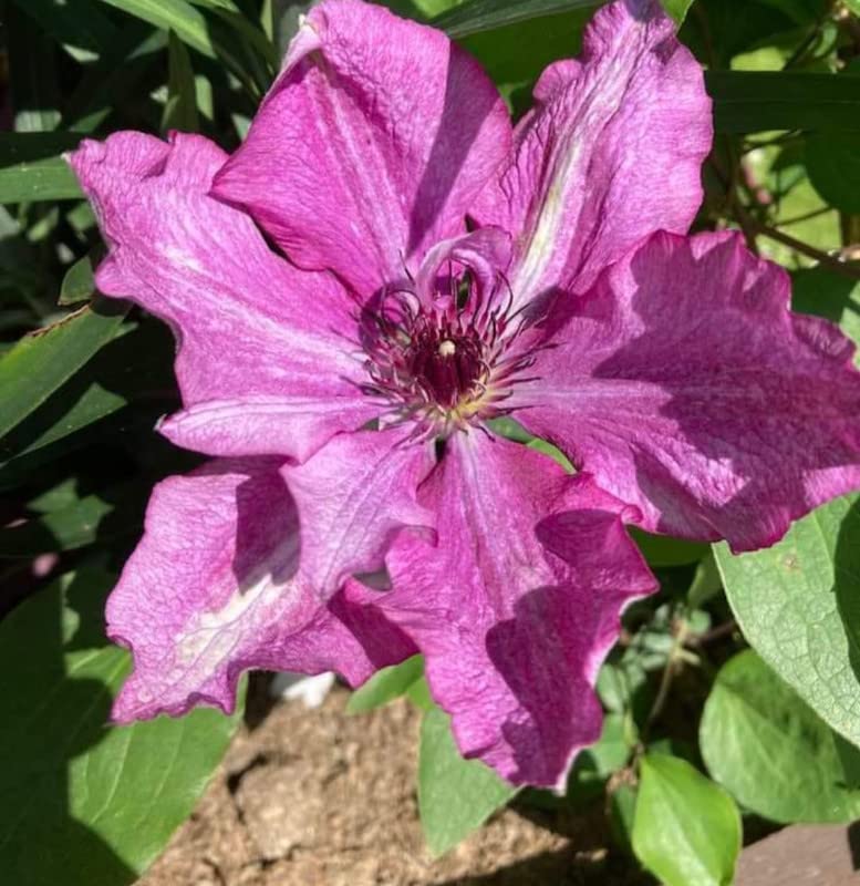 Clematis Flower Mix Beautiful Diy Garden Projects Flower Seeds