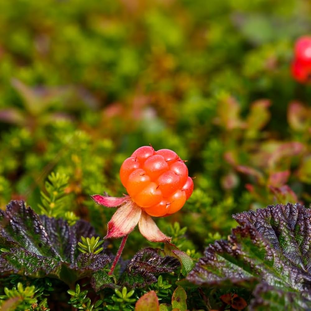 Cloudberry Rubus Fruit Orange Red Berries Gourmet Gardens Fruit Seeds