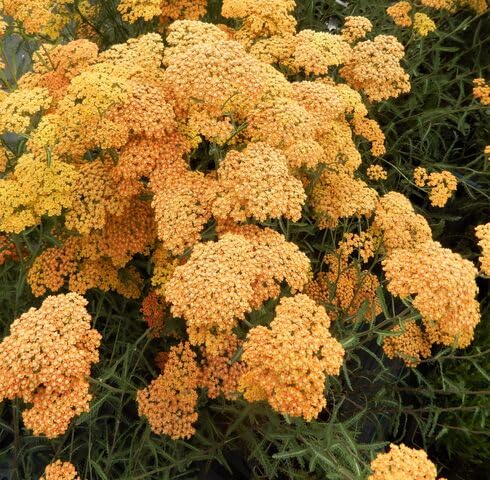 Orange Achillea Flower Seeds