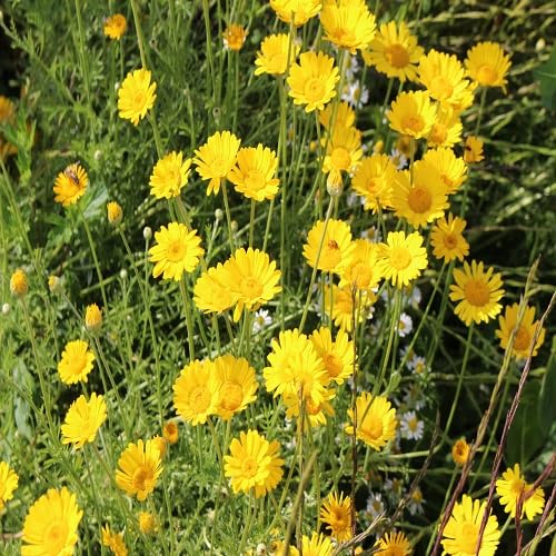 Yellow glebionis coronaria Flower Seeds
