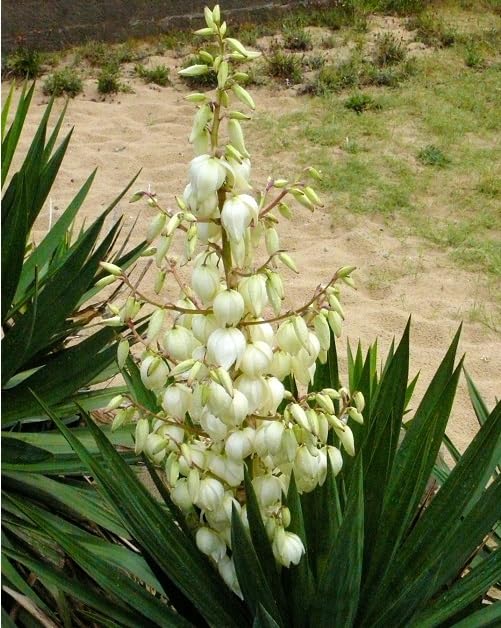 white yucca gloriosa flower
