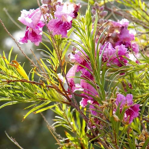 Pink Willow Flower Seeds