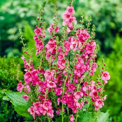 Pink Mullein Flowers Seeds