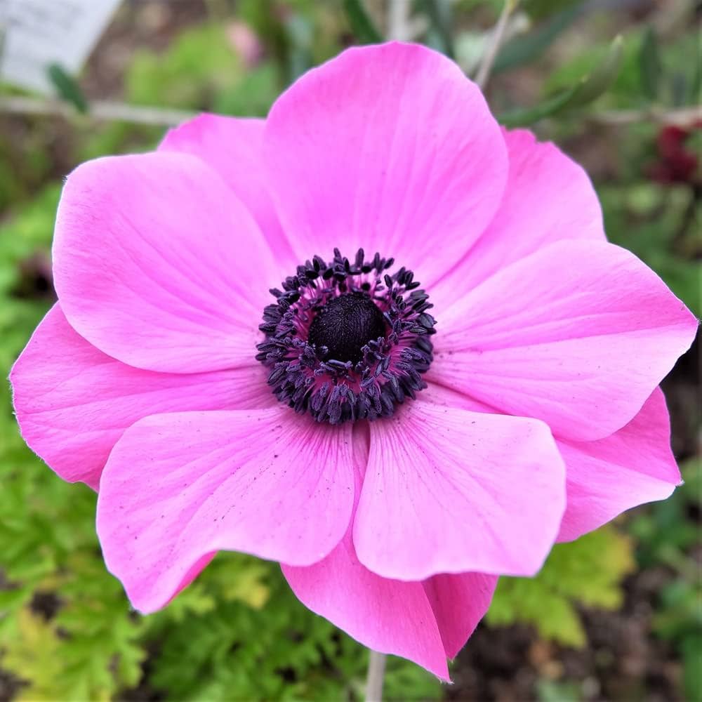 Pink Anemone Flower Seeds