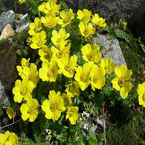 Yellow Geum reptans Flower Seeds