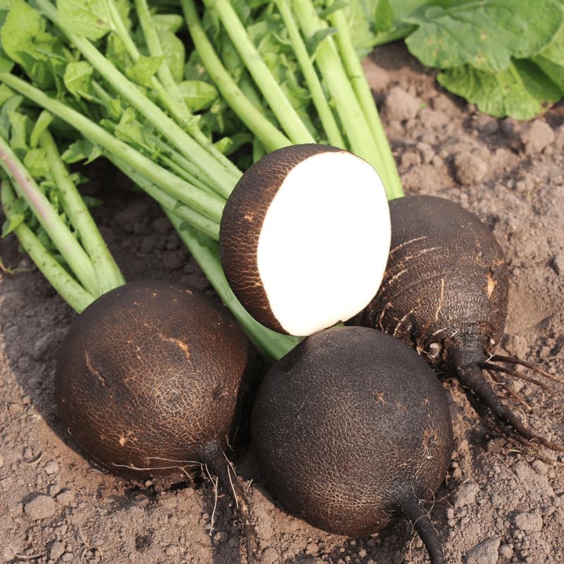 Black Radish vegetable seeds vegetable seeds for Home Gardening, Fresh Seasonal Vegetable Planting for kitchen garden planting