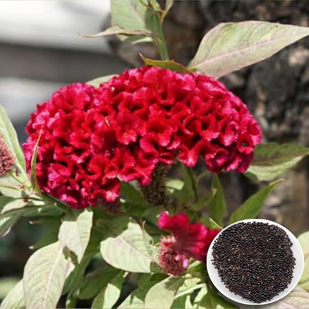 cockscomb celosia cristata flower hahnenkammblumensamen Fruit Seeds