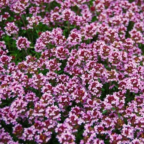 Pink Thyme Flower Seeds