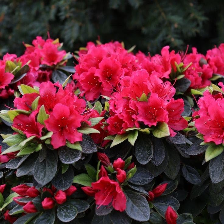 Red Azalea Flower Seeds - Heirloom Non GMO High Germination Flower Seeds for Home Garden Planting